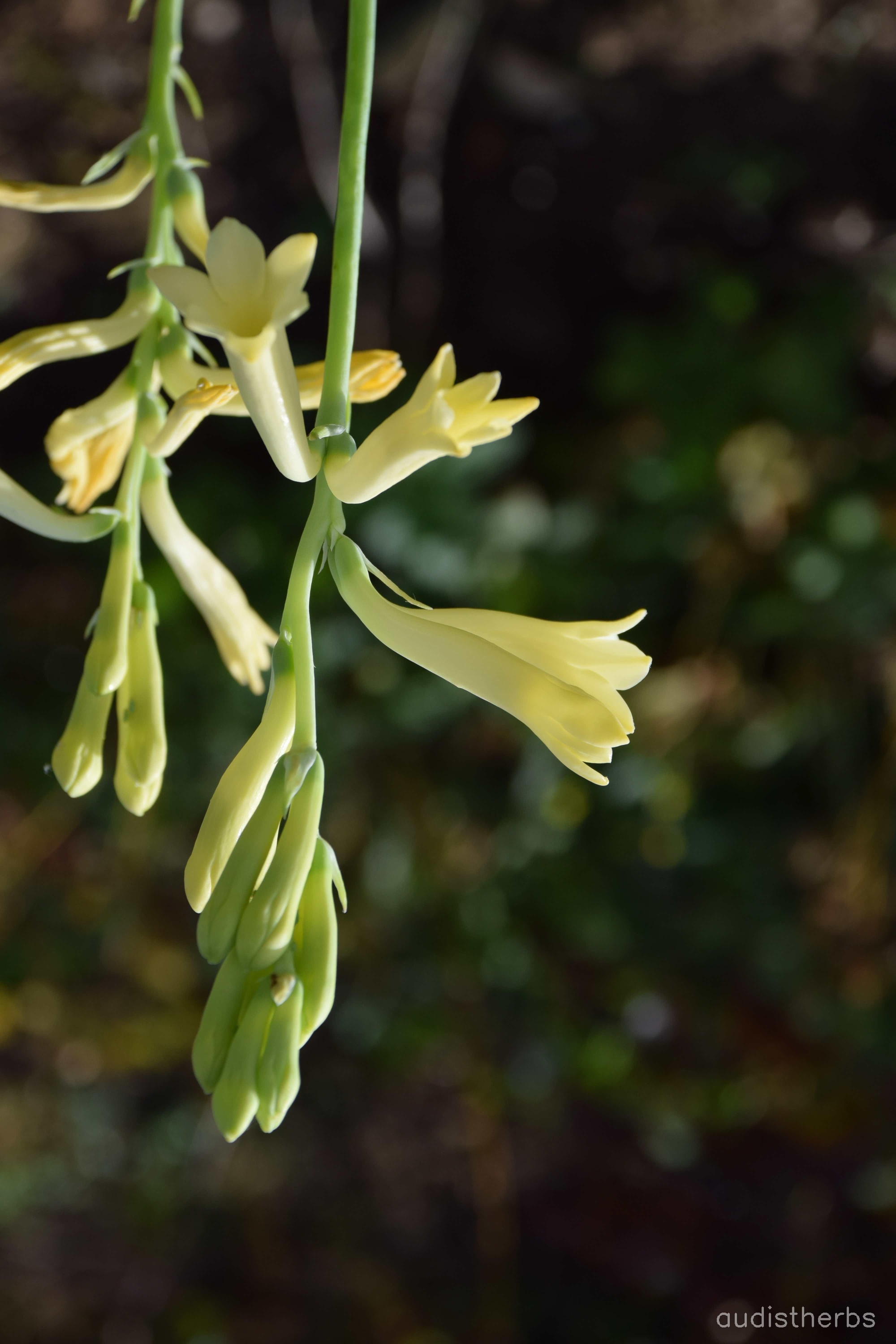 augmented_Polianthes tuberosa flower12_flipped_ud.jpeg